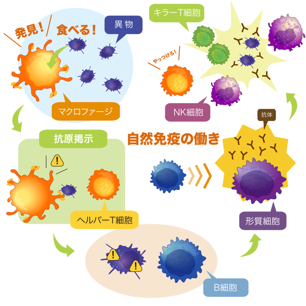 自然免疫とは何か？lpsが免疫力を高める理由には何があるか│innate Magazine